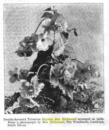 B. ‘Mrs. Richmond’